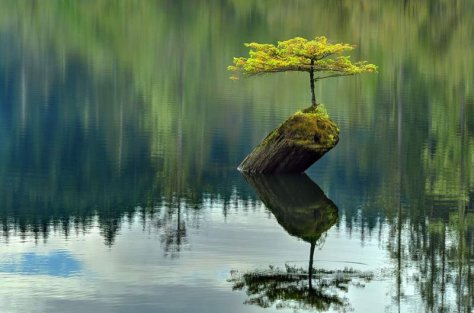 tree-growing-on-top-of-log-in-middle-of-fairy-lake-vancouver-island-british-columbia-canada